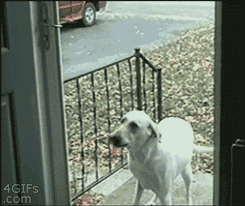 那些被玻璃伤过的汪们…都变成了小心谨慎的宝宝