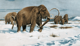 剑齿虎、猛犸象都灭绝了，为什么老虎和大