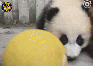 蠢萌的國(guó)寶大型犯傻現(xiàn)場(chǎng)