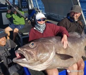 68岁老人花40分钟钓上怪鱼，重117斤比她人